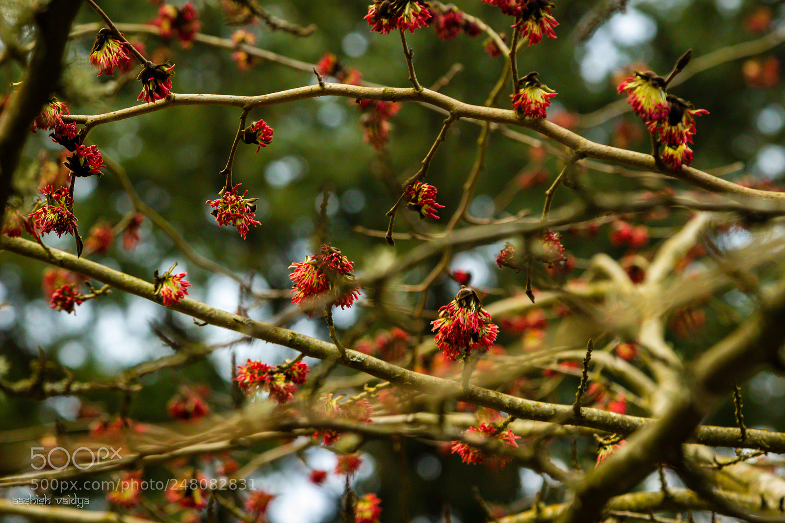 Canon EOS 600D (Rebel EOS T3i / EOS Kiss X5) sample photo. Early signs photography