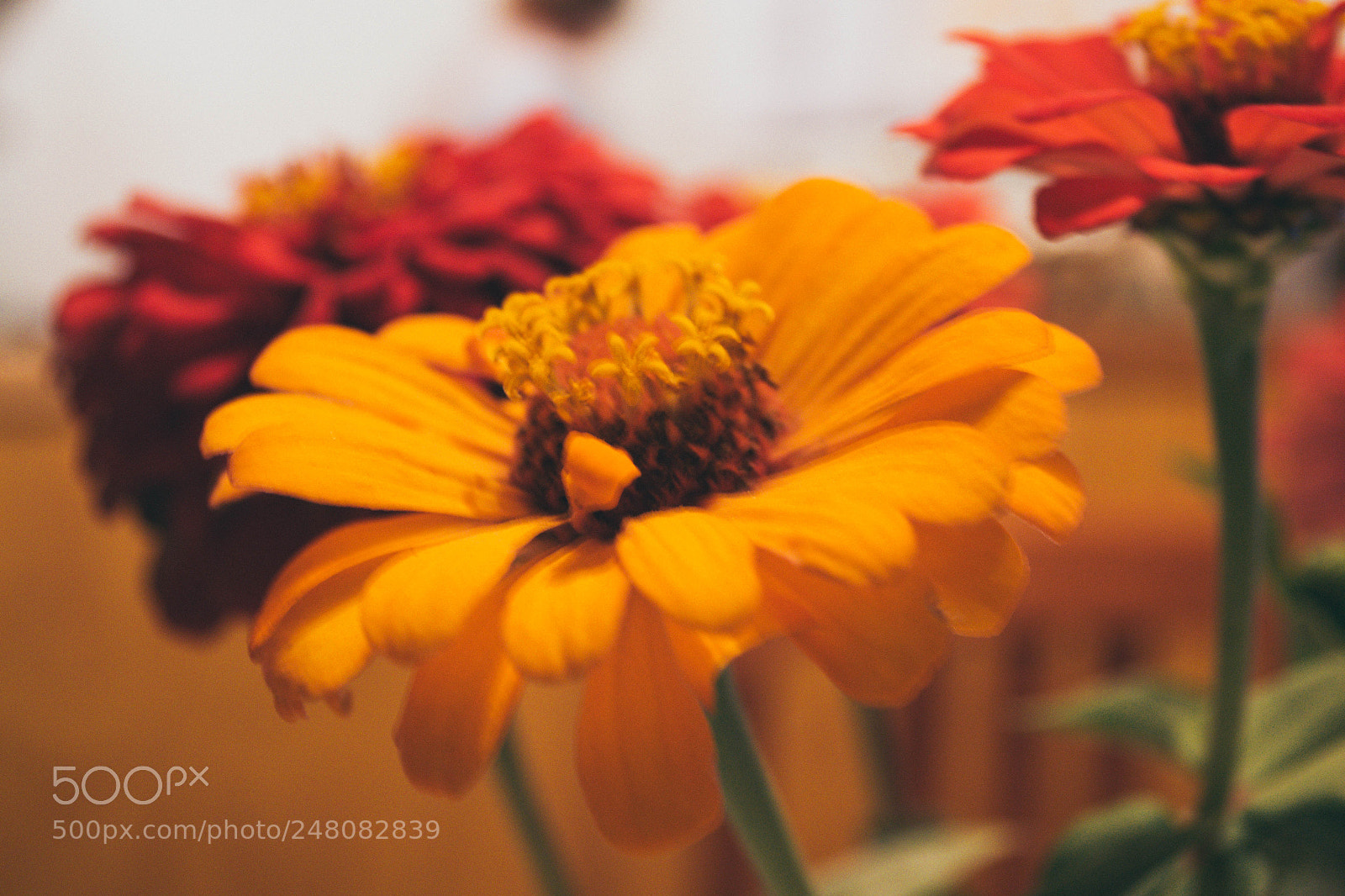 Nikon D3100 sample photo. Flor photography
