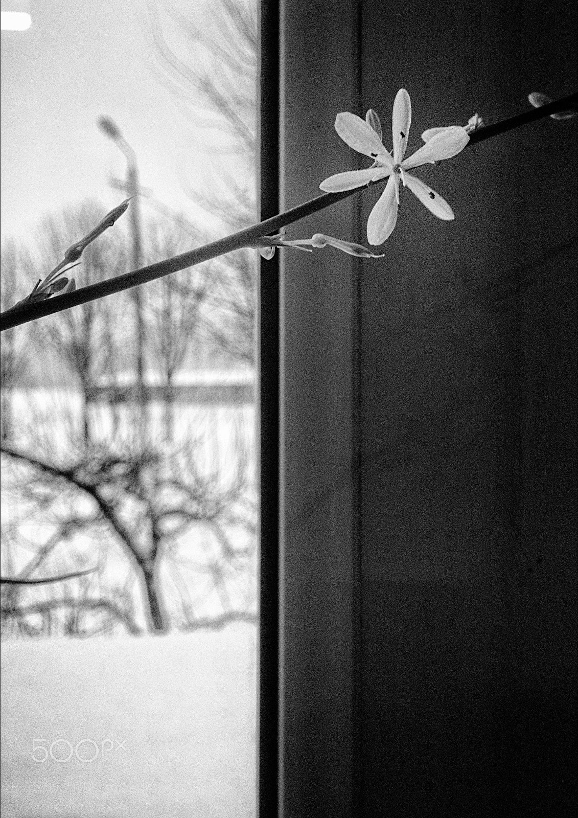Nokia Lumia 1520 sample photo. Meze de photography