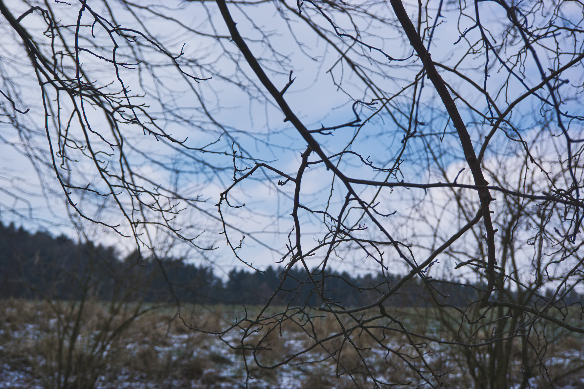 Sony a6000 + Sony E 18-50mm F4-5.6 sample photo. Already missing the forest photography