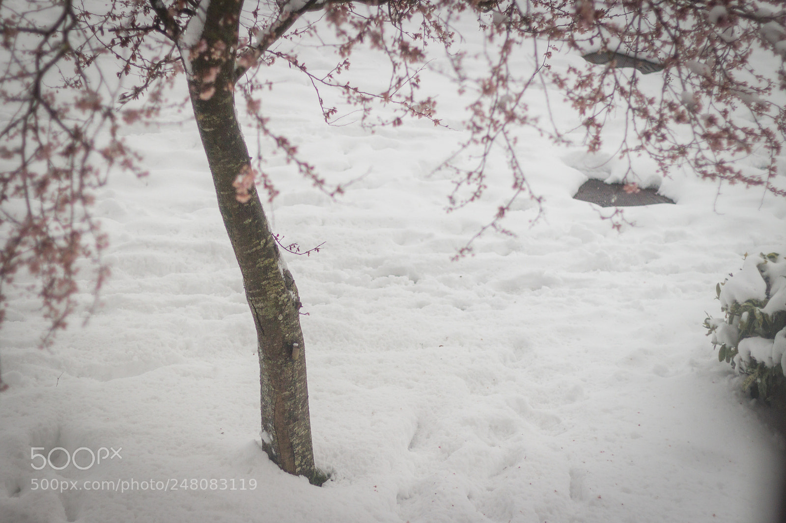 Canon EOS 650D (EOS Rebel T4i / EOS Kiss X6i) sample photo. When spring and winter photography