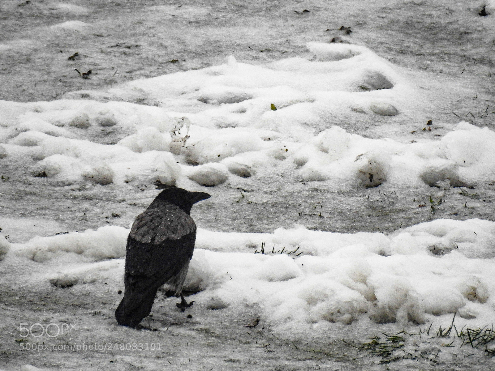 Nikon Coolpix P900 sample photo. Crow in the snow photography