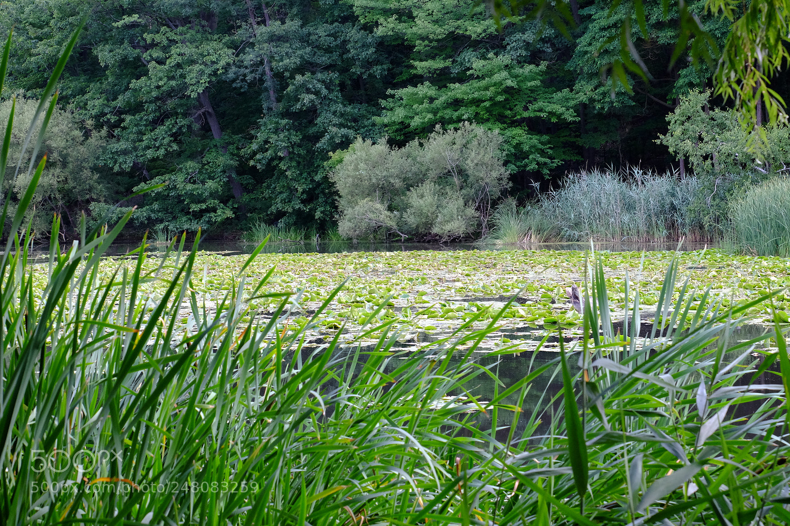 Fujifilm X-T1 sample photo. High park - summer photography