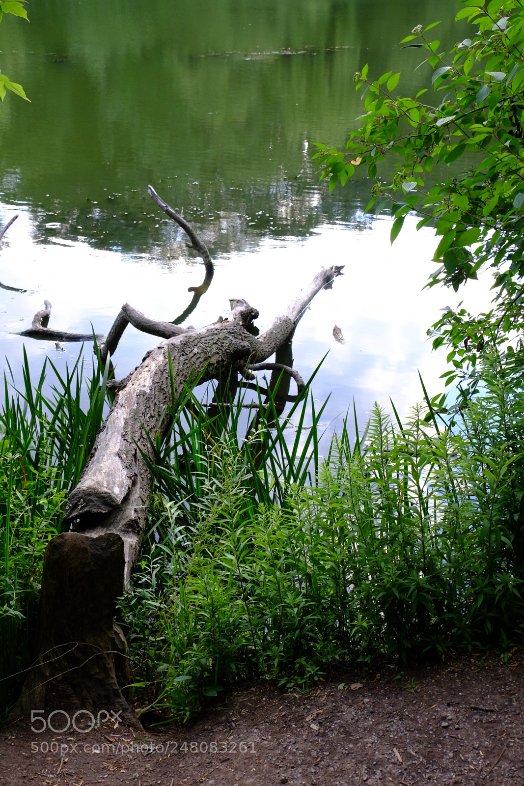 Fujifilm X-T1 sample photo. High park - summer photography
