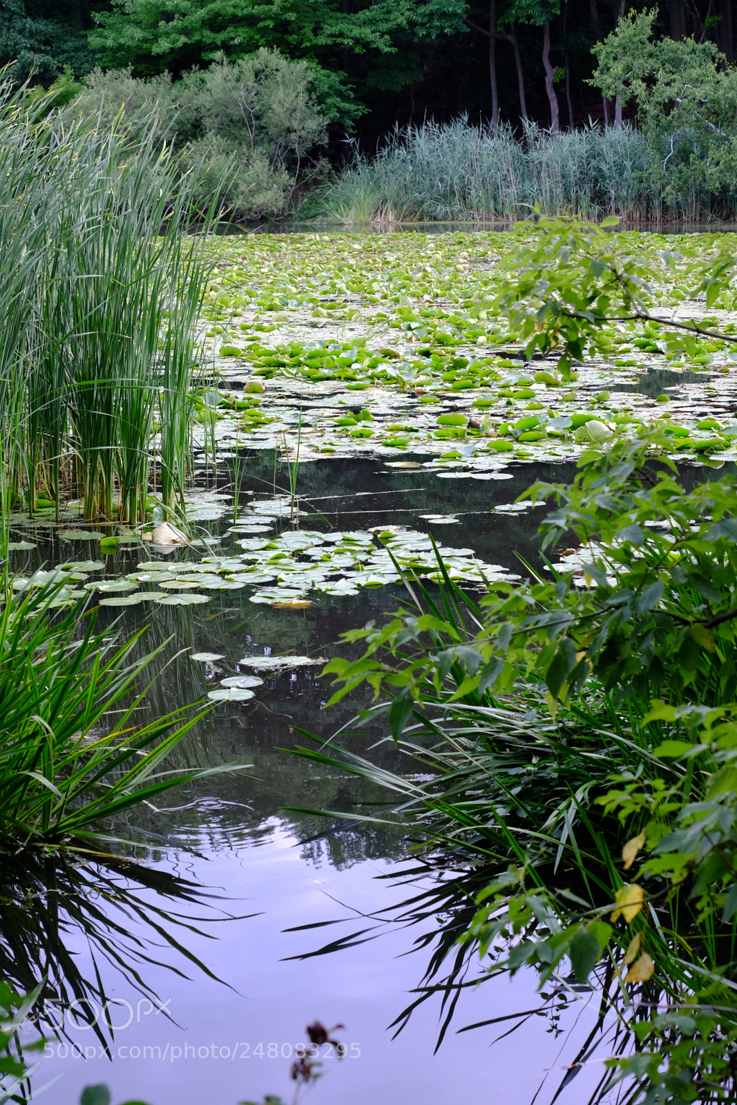 Fujifilm X-T1 sample photo. High park - summer photography