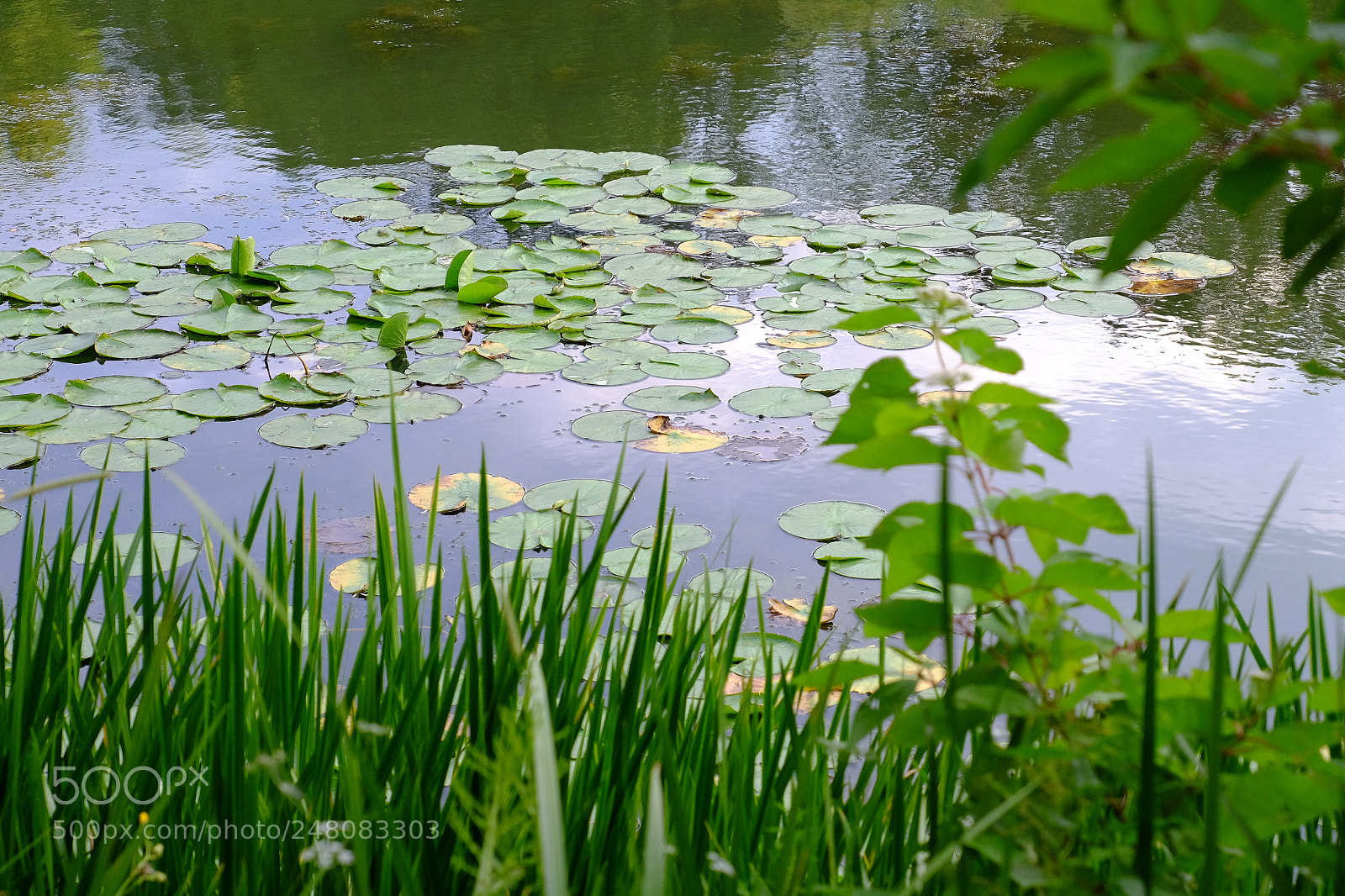 Fujifilm X-T1 sample photo. High park - summer photography