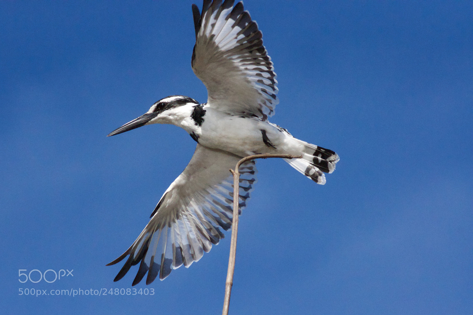 Sony Alpha DSLR-A700 sample photo. Pied kingfisher on stalk photography
