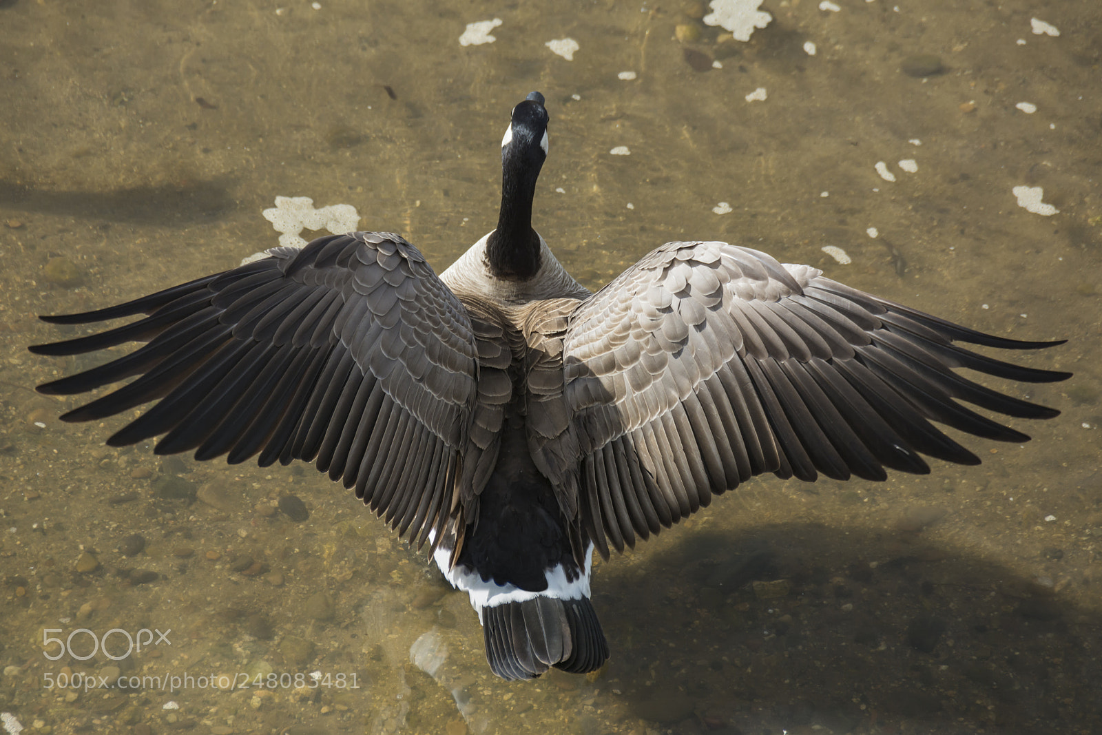 Nikon D7100 sample photo. Goose wings from above photography