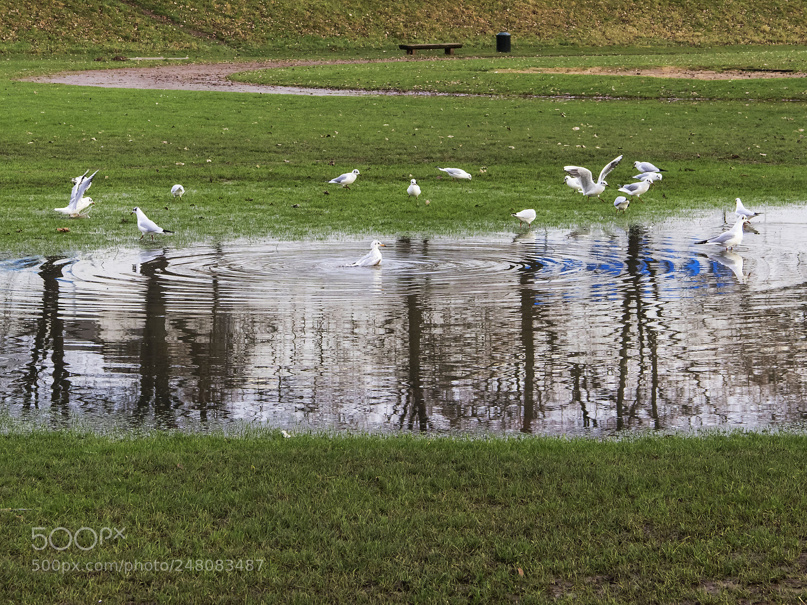 Canon EOS 600D (Rebel EOS T3i / EOS Kiss X5) sample photo. Rest of the flood photography
