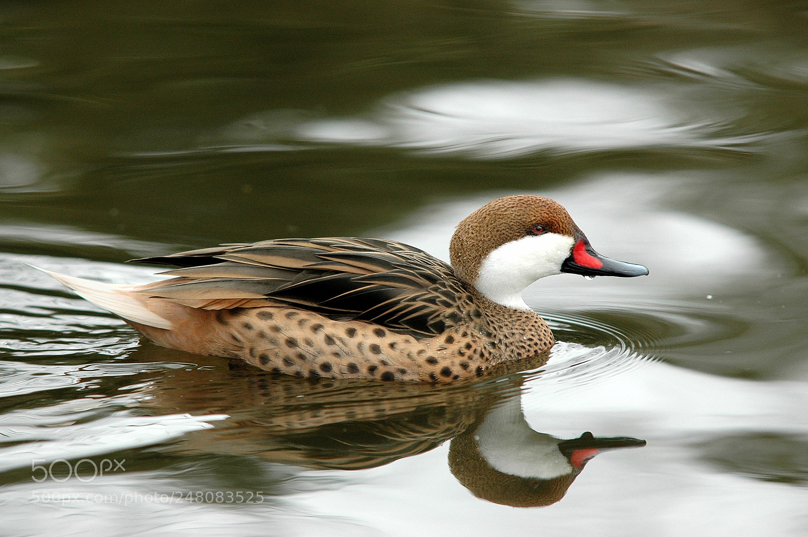 Nikon D70s sample photo. Red billed duck photography