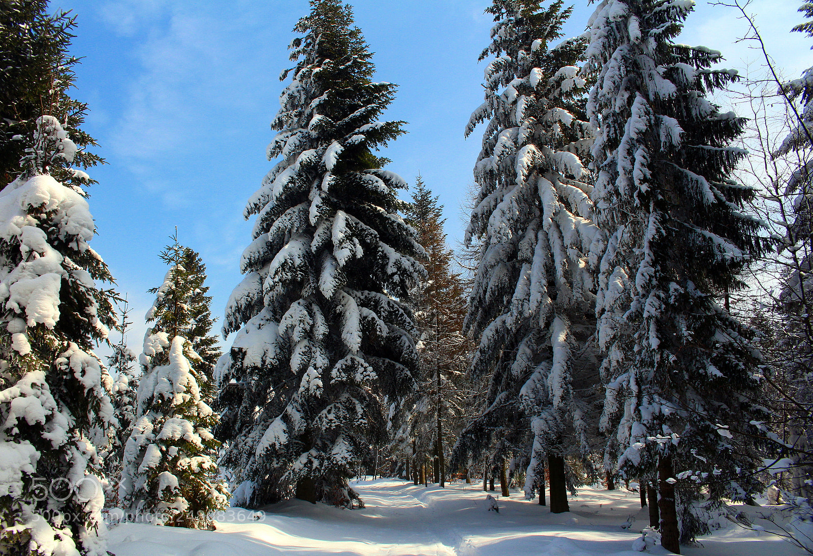 Canon EOS 700D (EOS Rebel T5i / EOS Kiss X7i) sample photo. Winter photography