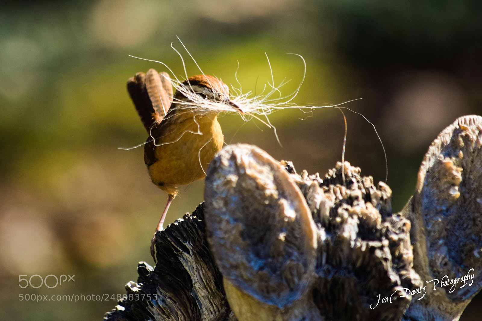 Nikon D5300 sample photo. Spring is here early photography