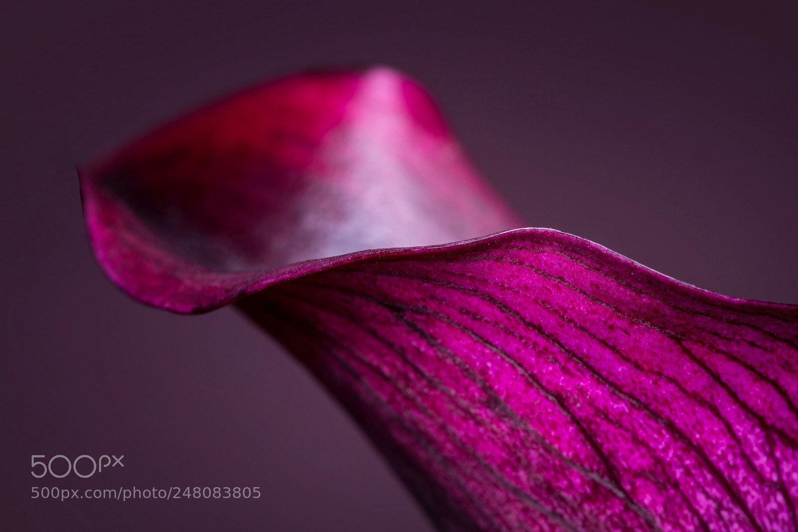 Nikon D850 sample photo. Zantedeschien (calla-lilien) photography
