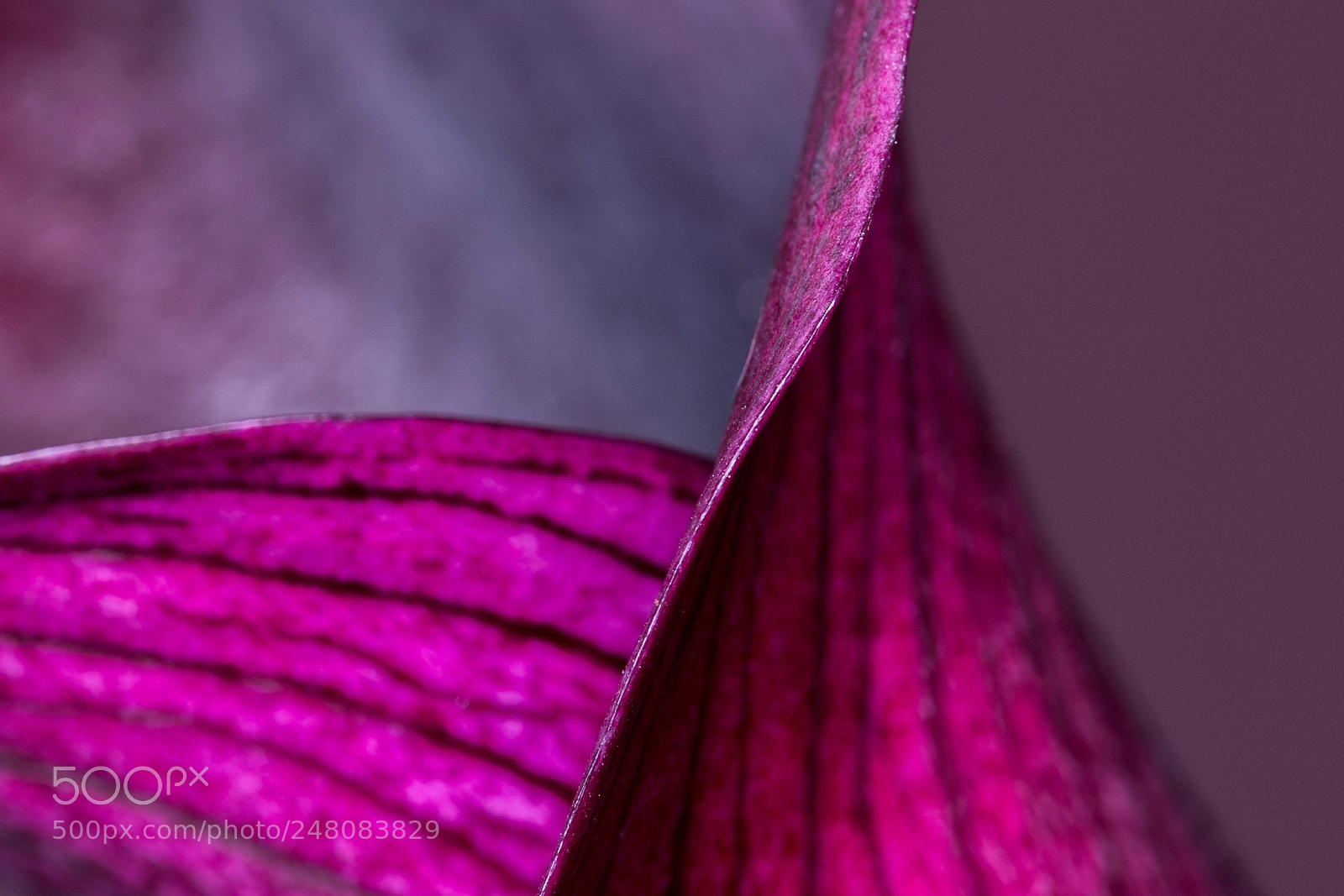 Nikon D850 sample photo. Zantedeschien (calla-lilien) photography