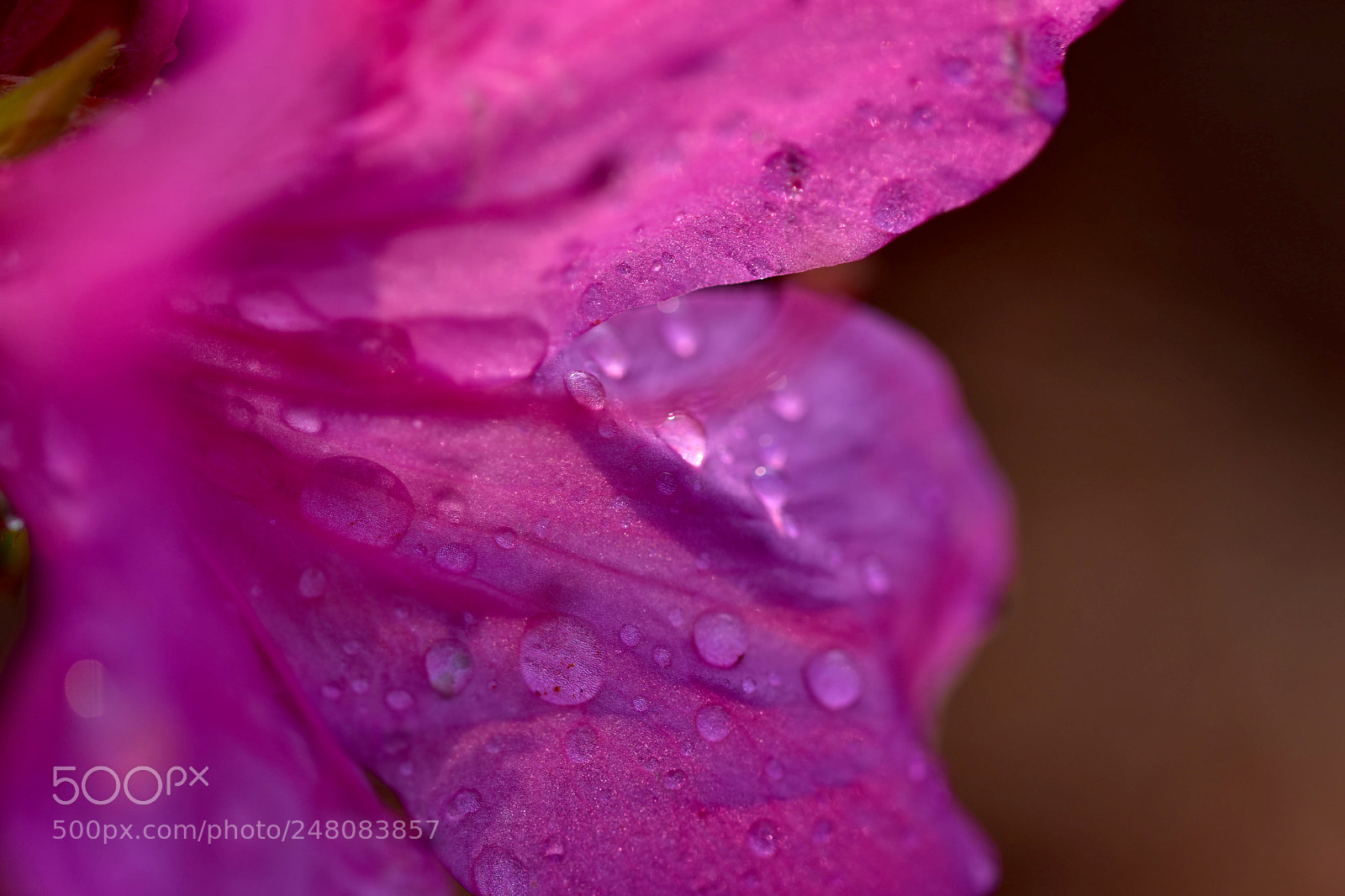 Nikon D7200 sample photo. Flower photography