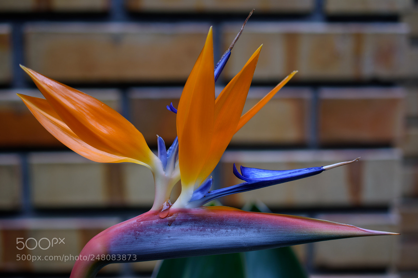Nikon D7200 sample photo. Flower at st george photography