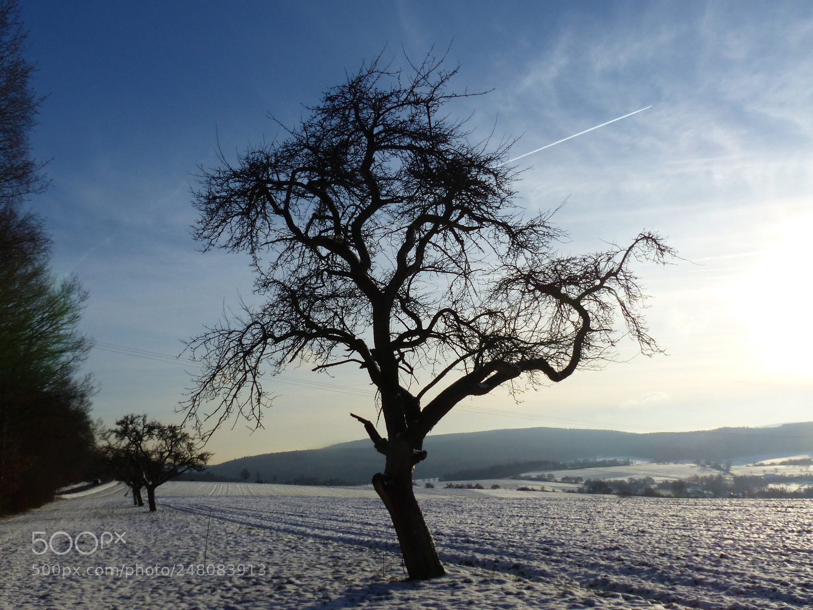 Panasonic Lumix DMC-FZ200 sample photo. Apple tree photography