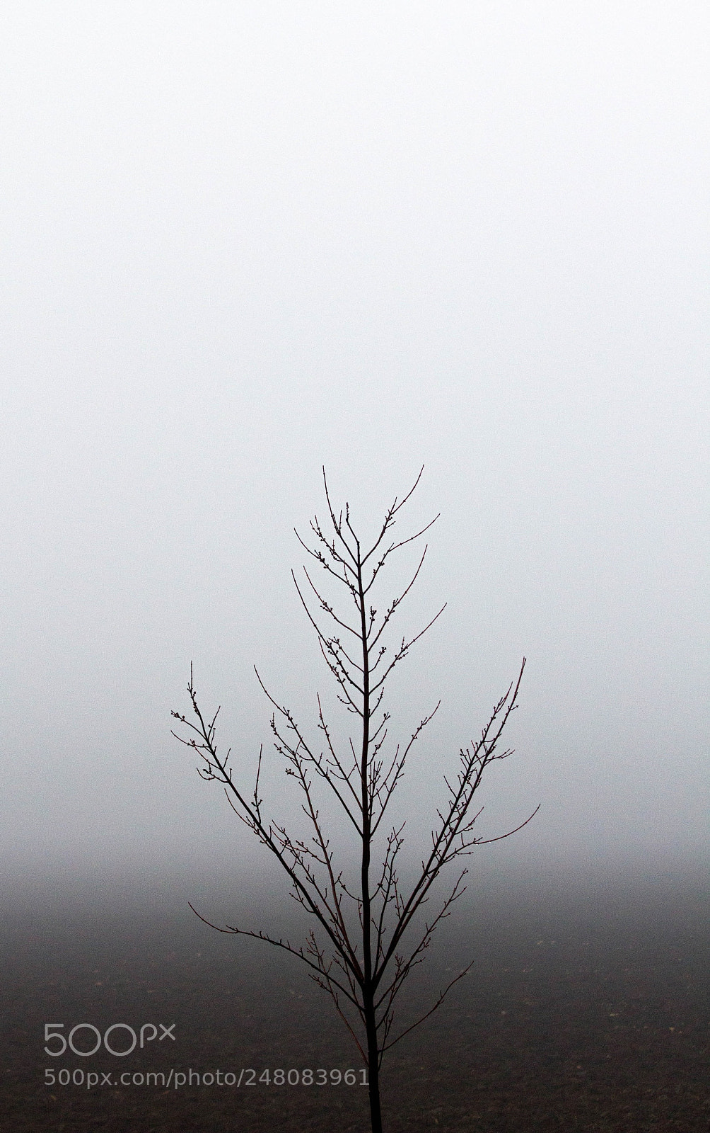 Canon EOS 550D (EOS Rebel T2i / EOS Kiss X4) sample photo. Misty tree photography