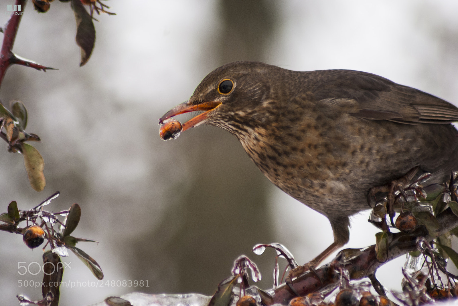 Sony Alpha DSLR-A200 sample photo. Bird and food 1 photography