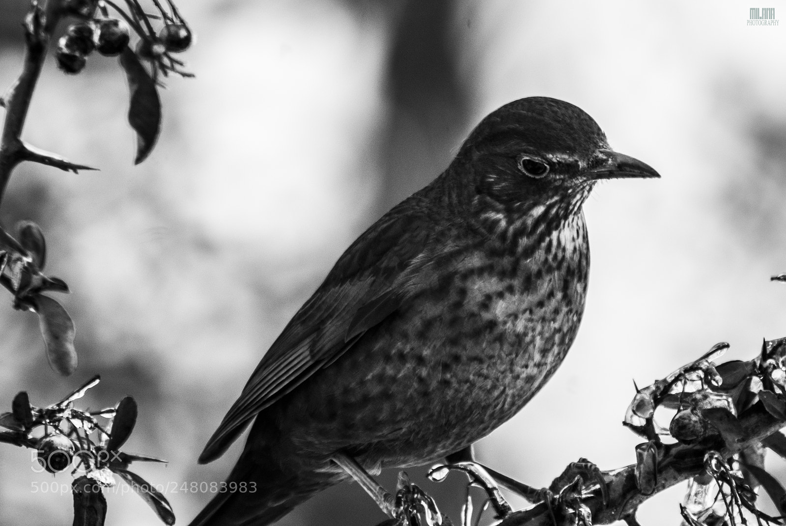 Sony Alpha DSLR-A200 sample photo. Bw bird photography