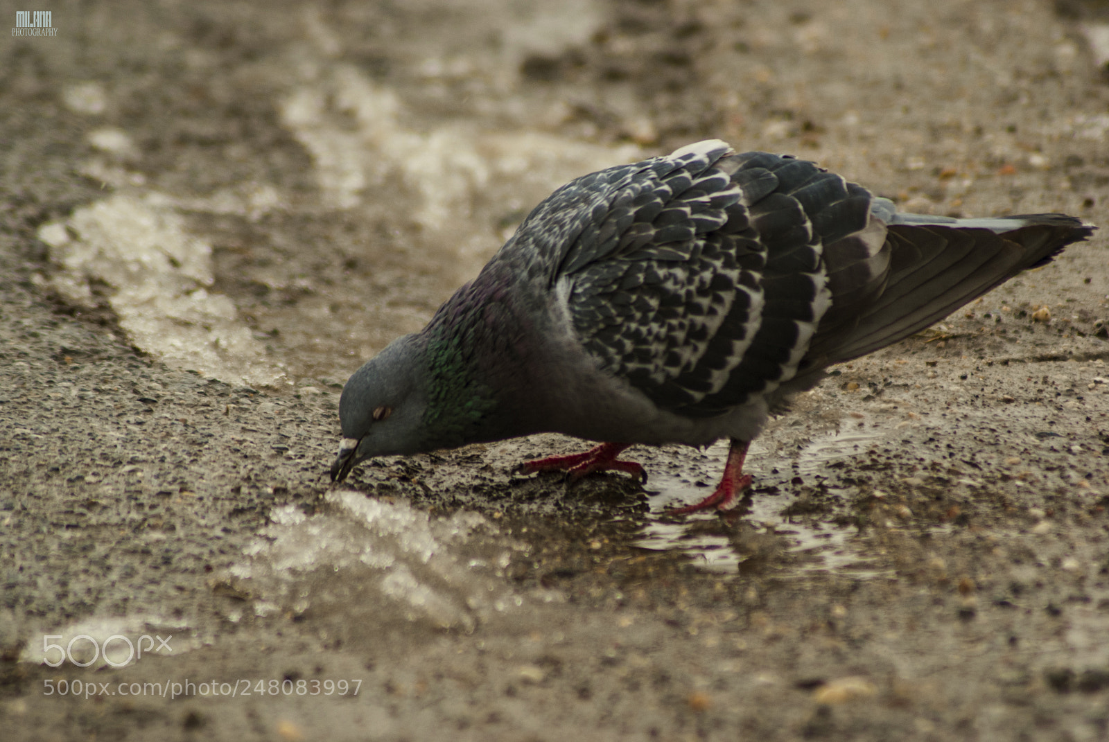 Sony Alpha DSLR-A200 sample photo. Pigeon photography