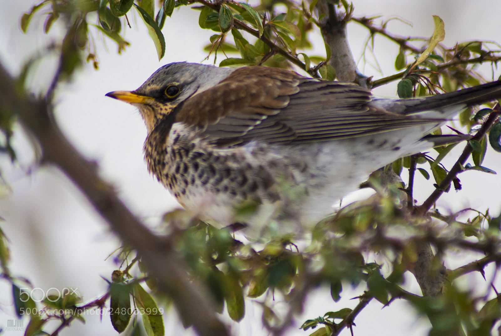 Sony Alpha DSLR-A200 sample photo. Stunning bird photography