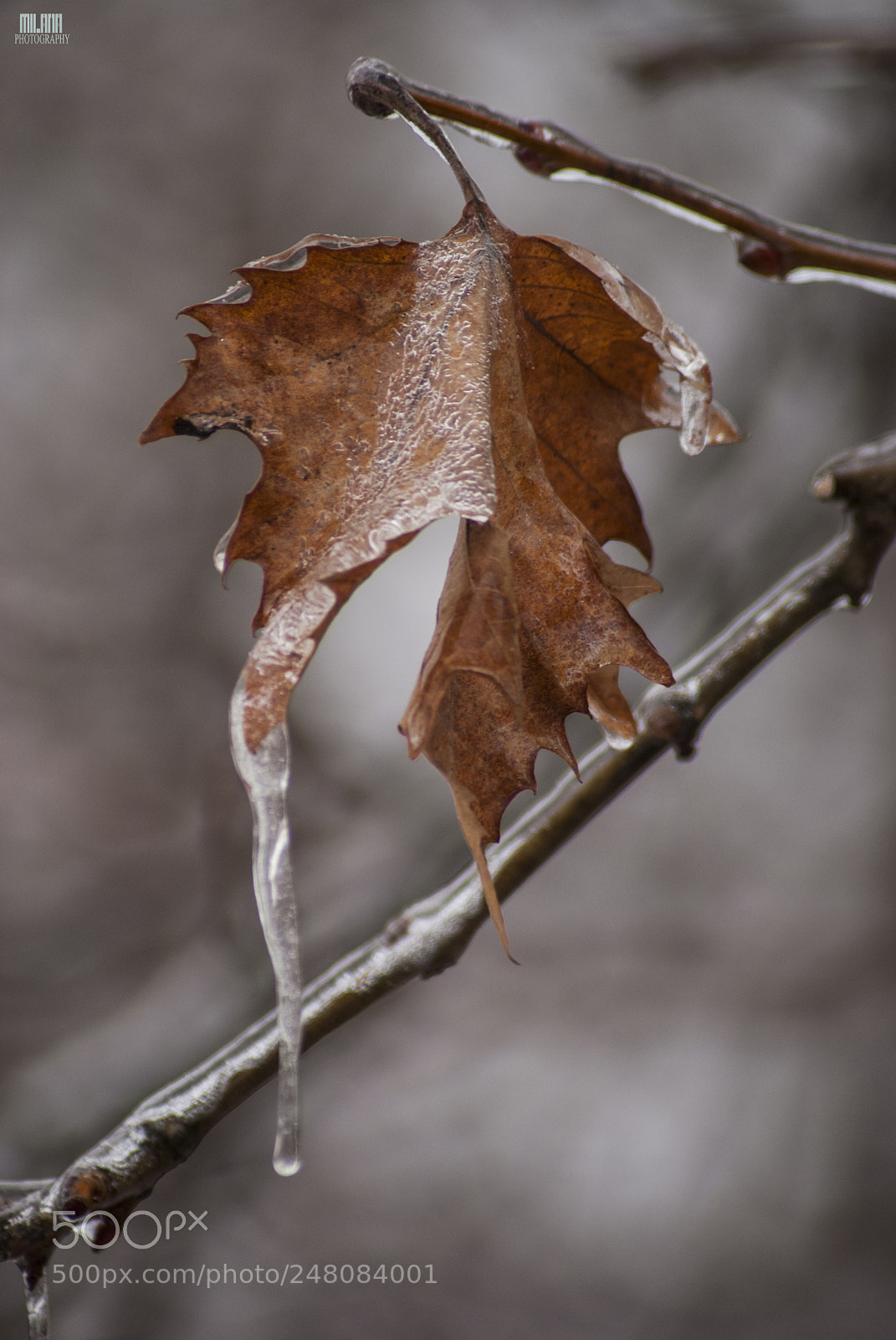 Sony Alpha DSLR-A200 sample photo. Frozen leaf photography