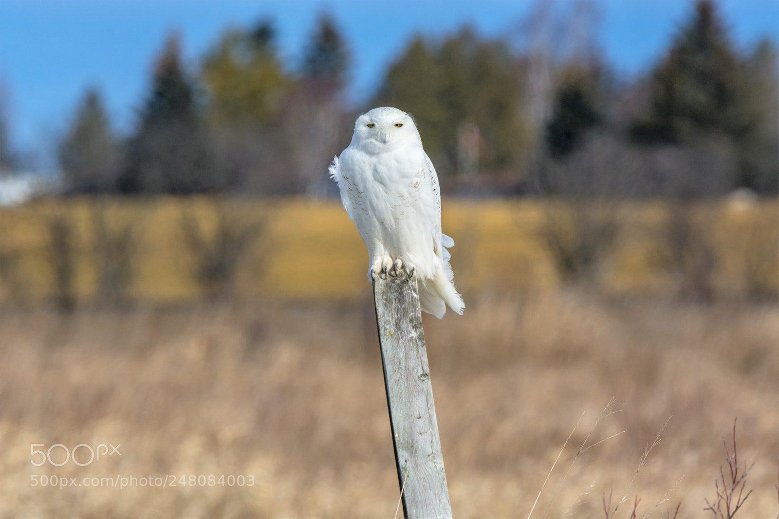 Nikon D7100 sample photo. Snowy owl on a photography