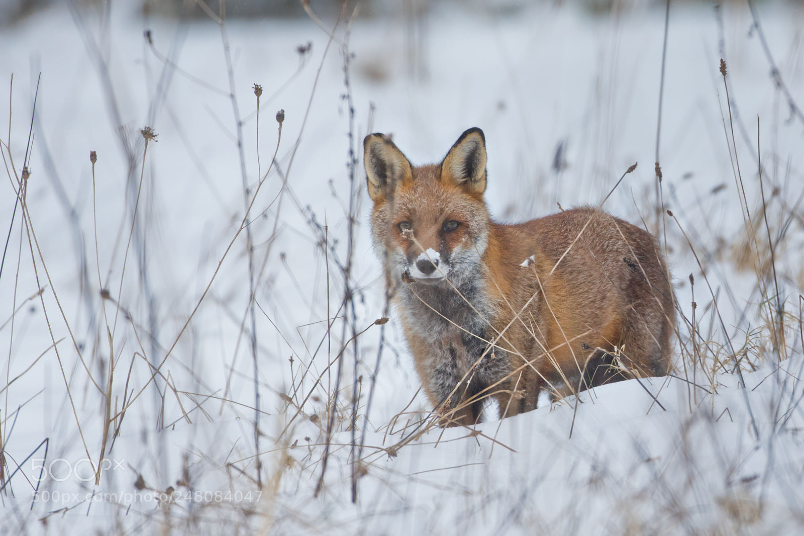 Canon EOS 7D Mark II sample photo. Fox in the snow photography