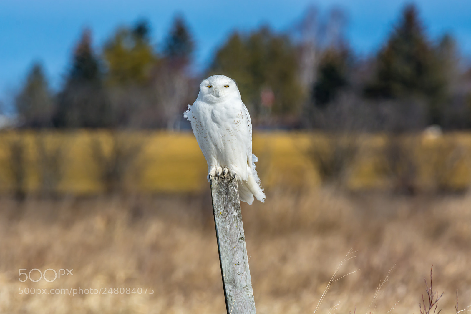 Nikon D7100 sample photo. Snowy owl on a photography