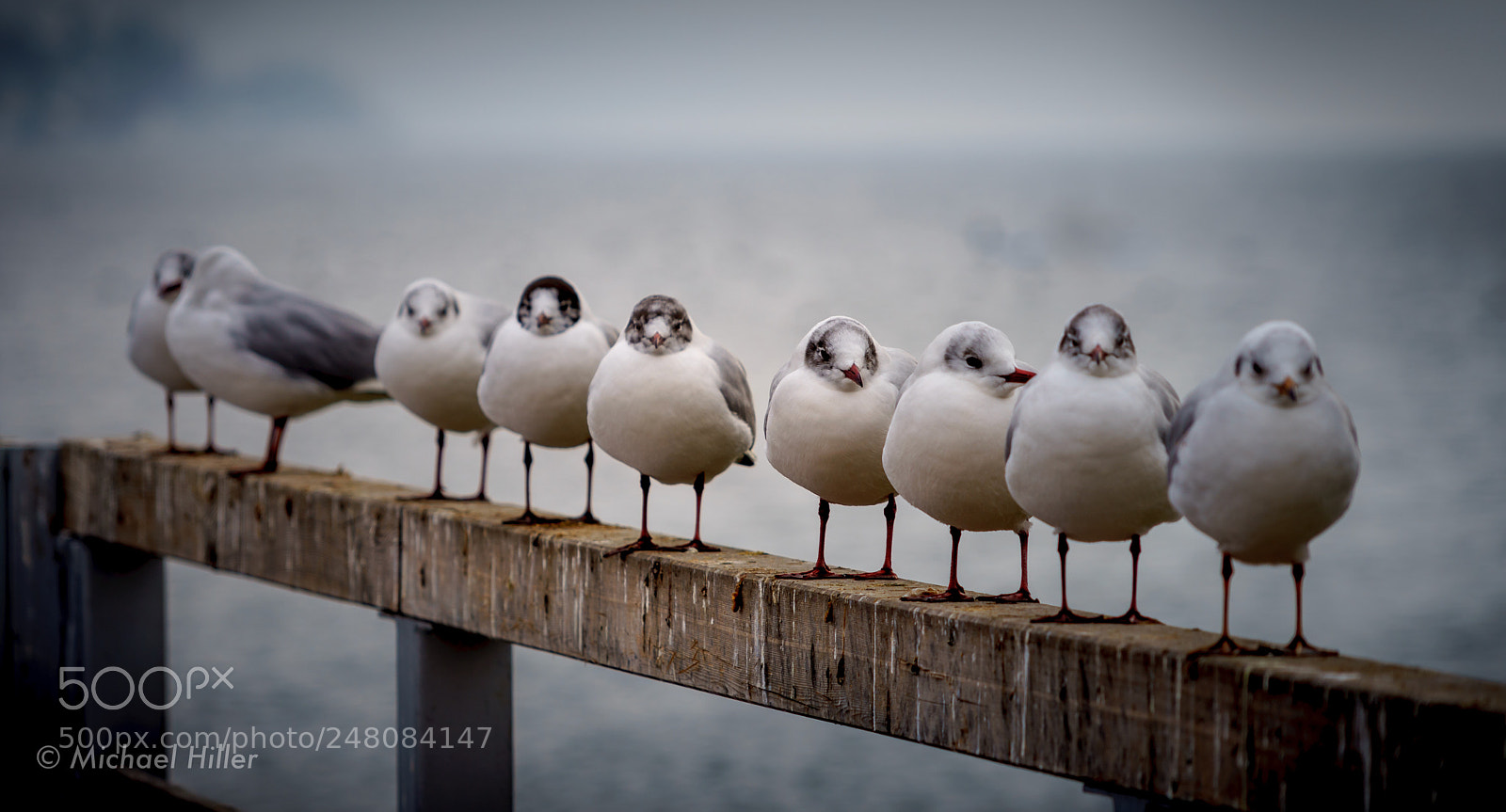 Sony a7 sample photo. Birds in line photography