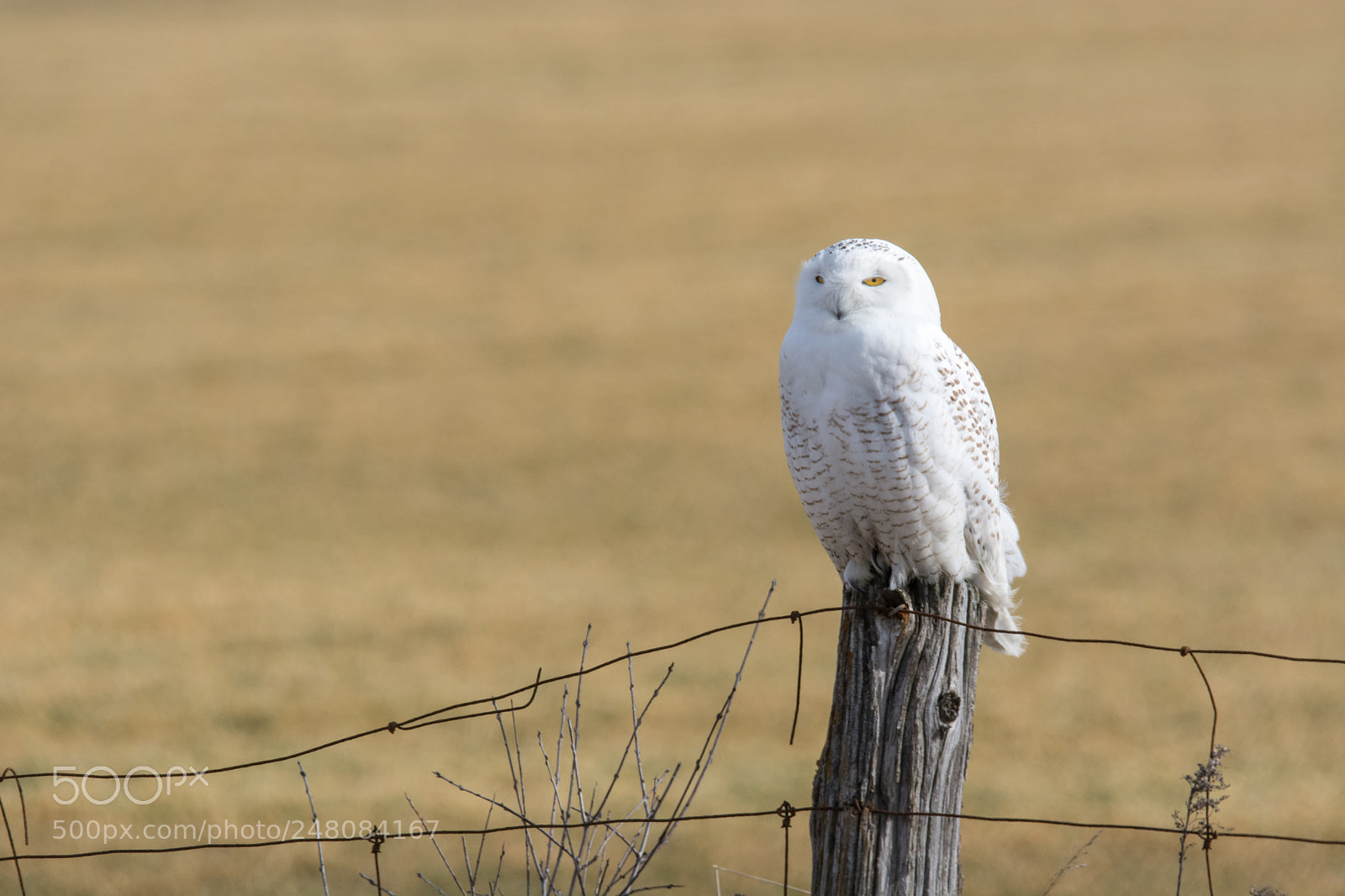 Nikon D7100 sample photo. Snowy owl on a photography