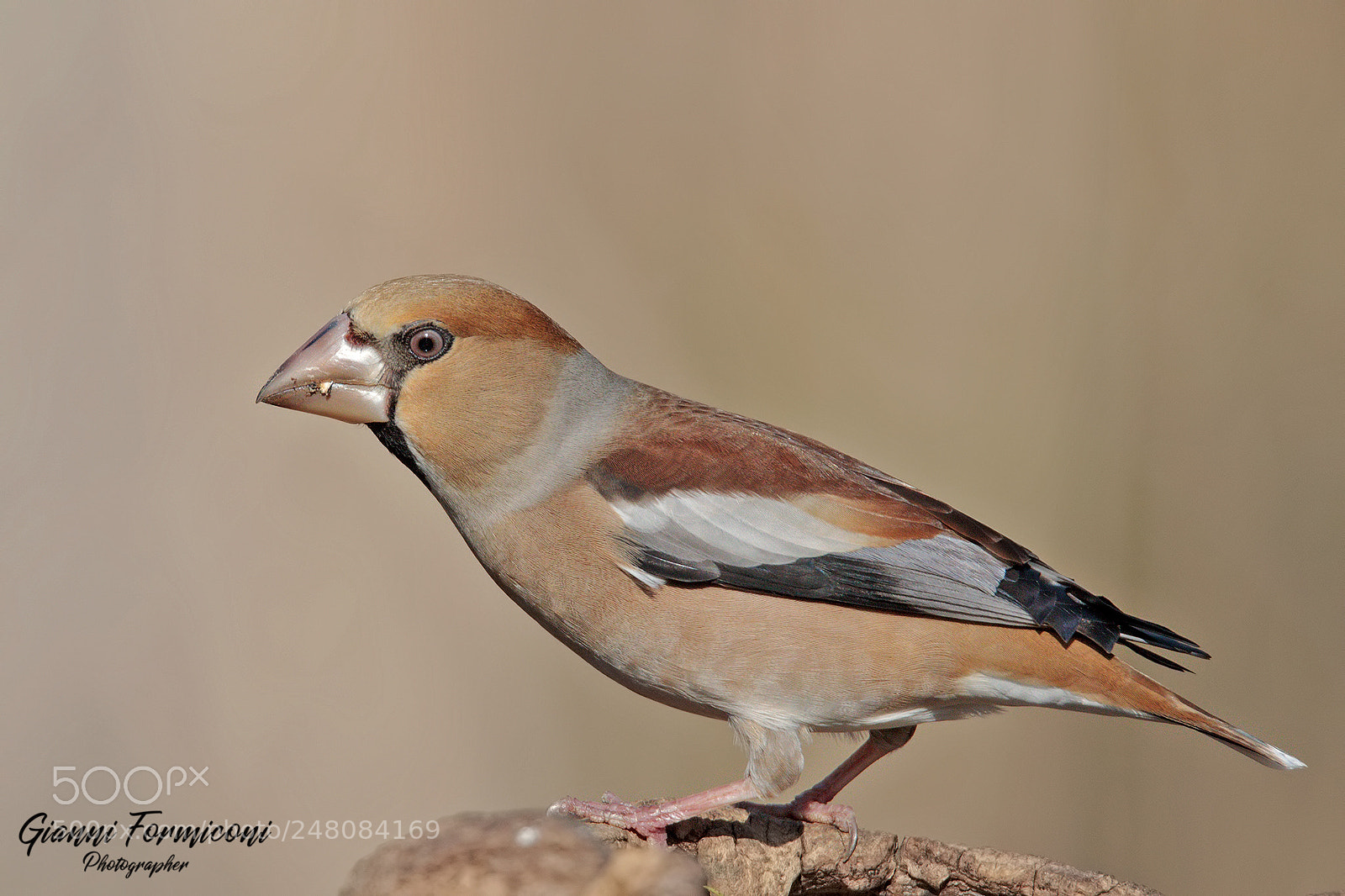 Canon EOS 5D Mark IV sample photo. Female hawfinch photography
