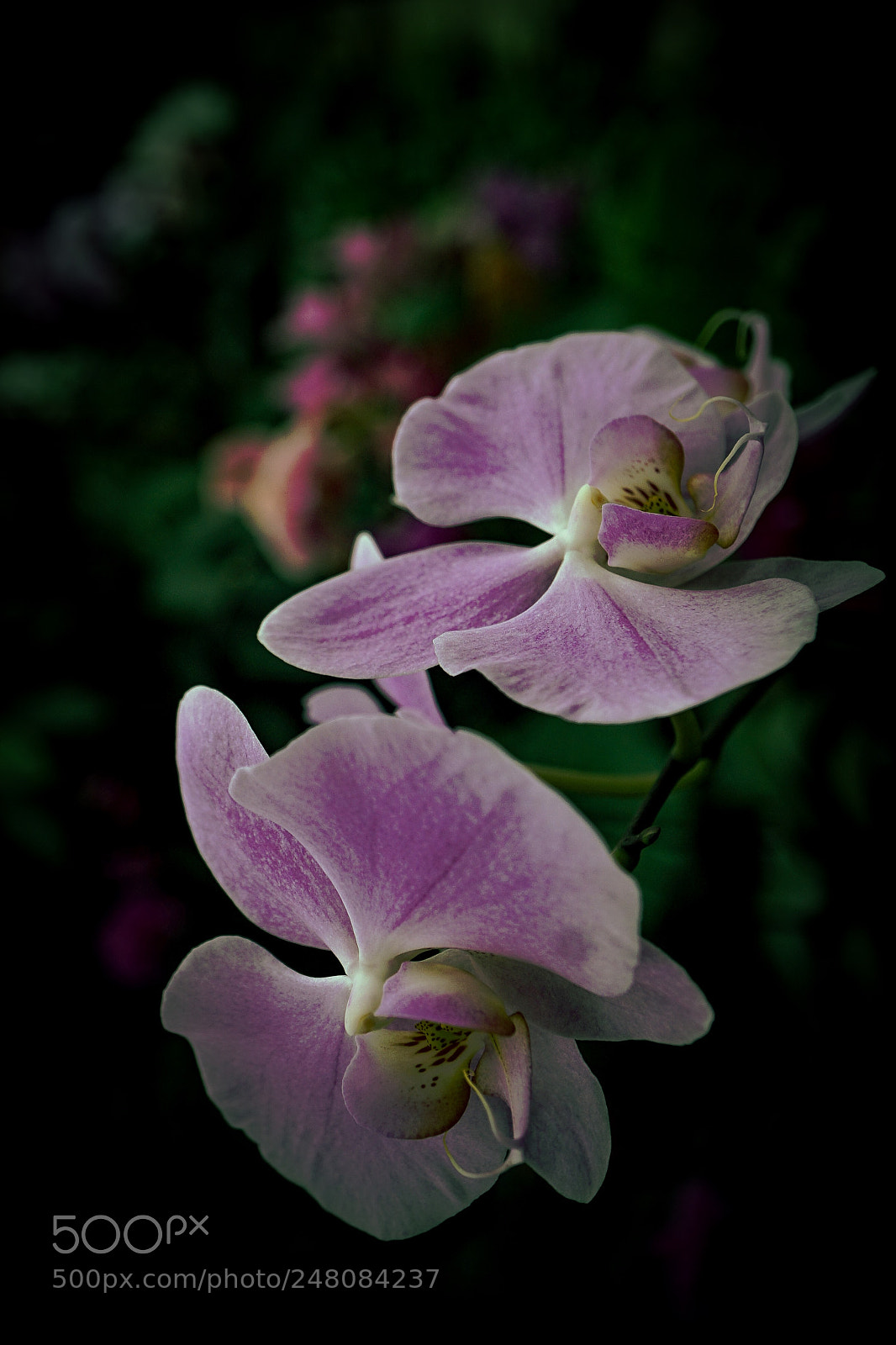 Sony a7 II sample photo. Tulia"enjoy the silence" photography