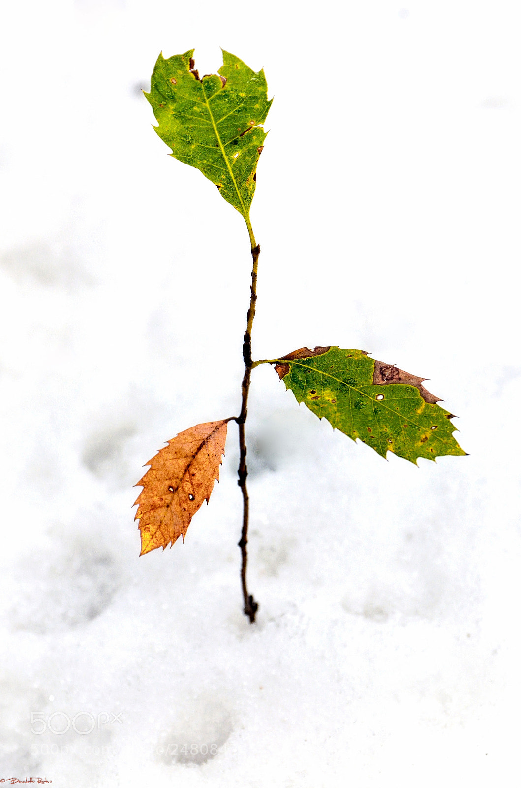 Nikon D5100 sample photo. Oltre l'immagine, dettagli dal photography