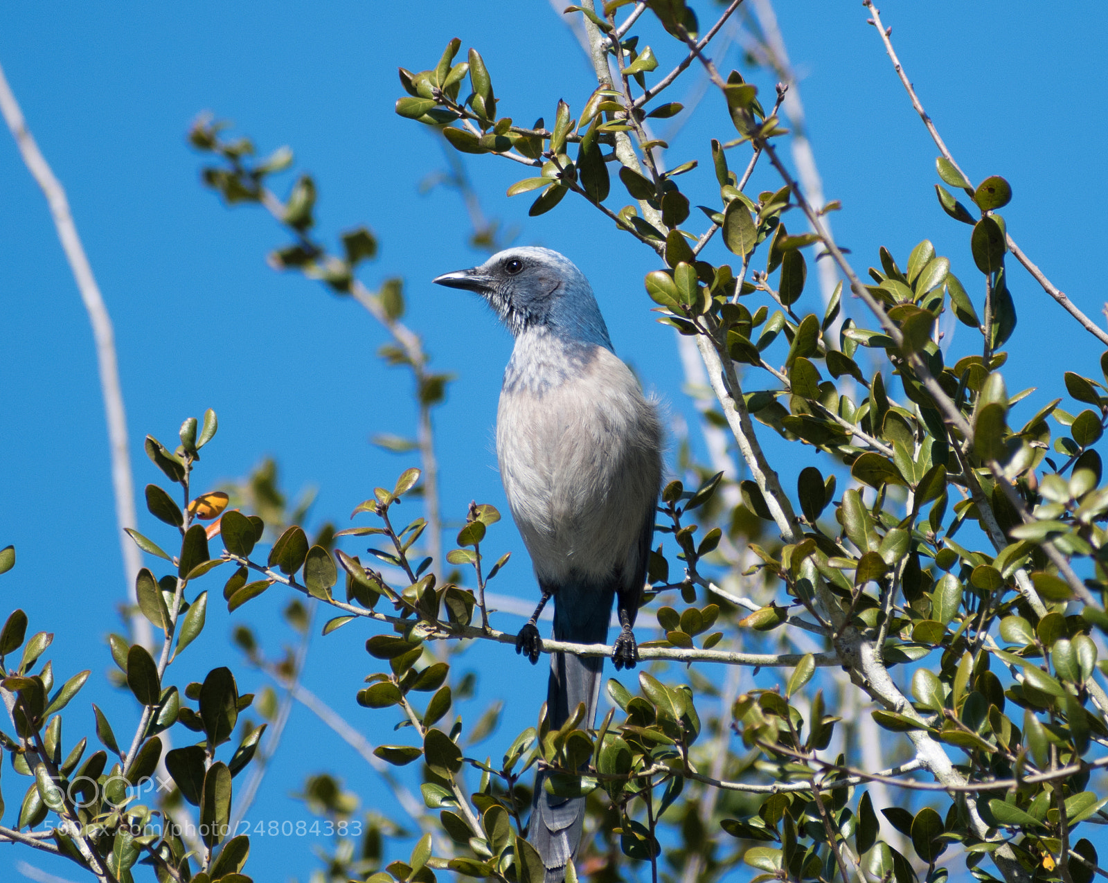 Nikon D5500 sample photo. Florida scrub jay photography