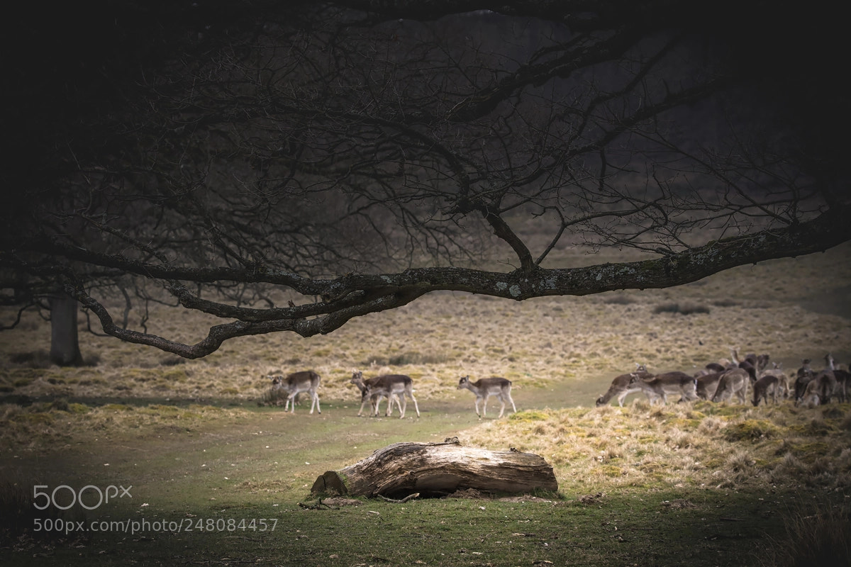 Nikon D7100 sample photo. Petworh park - deer photography