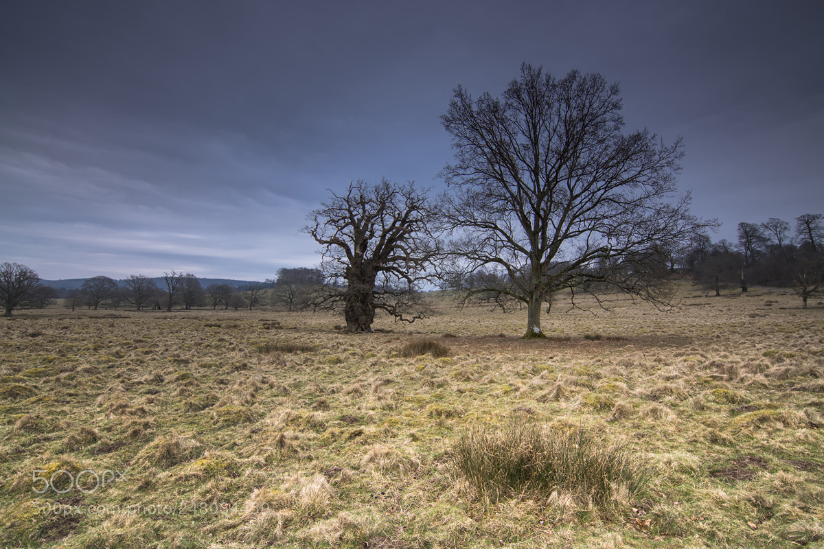 Nikon D7100 sample photo. Petworth park - trees photography