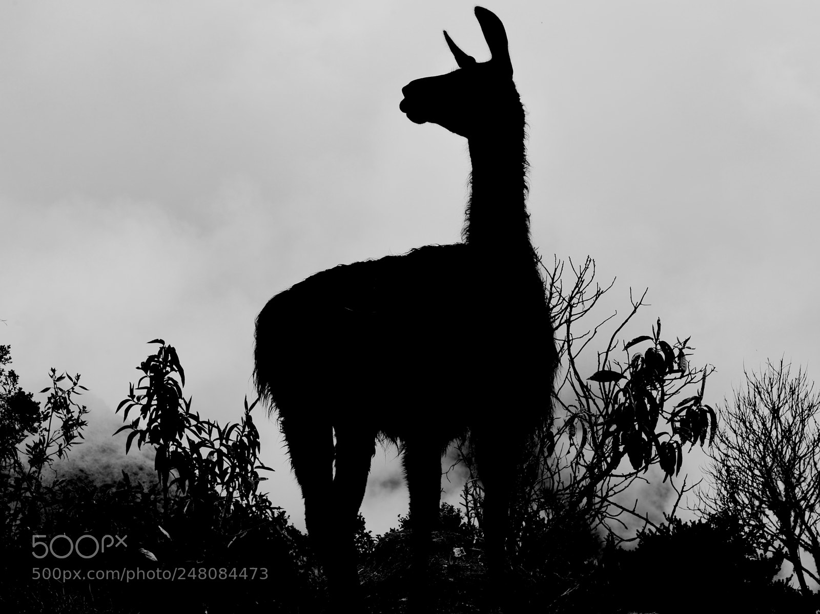 Nikon D610 sample photo. Llama silhouette in the photography