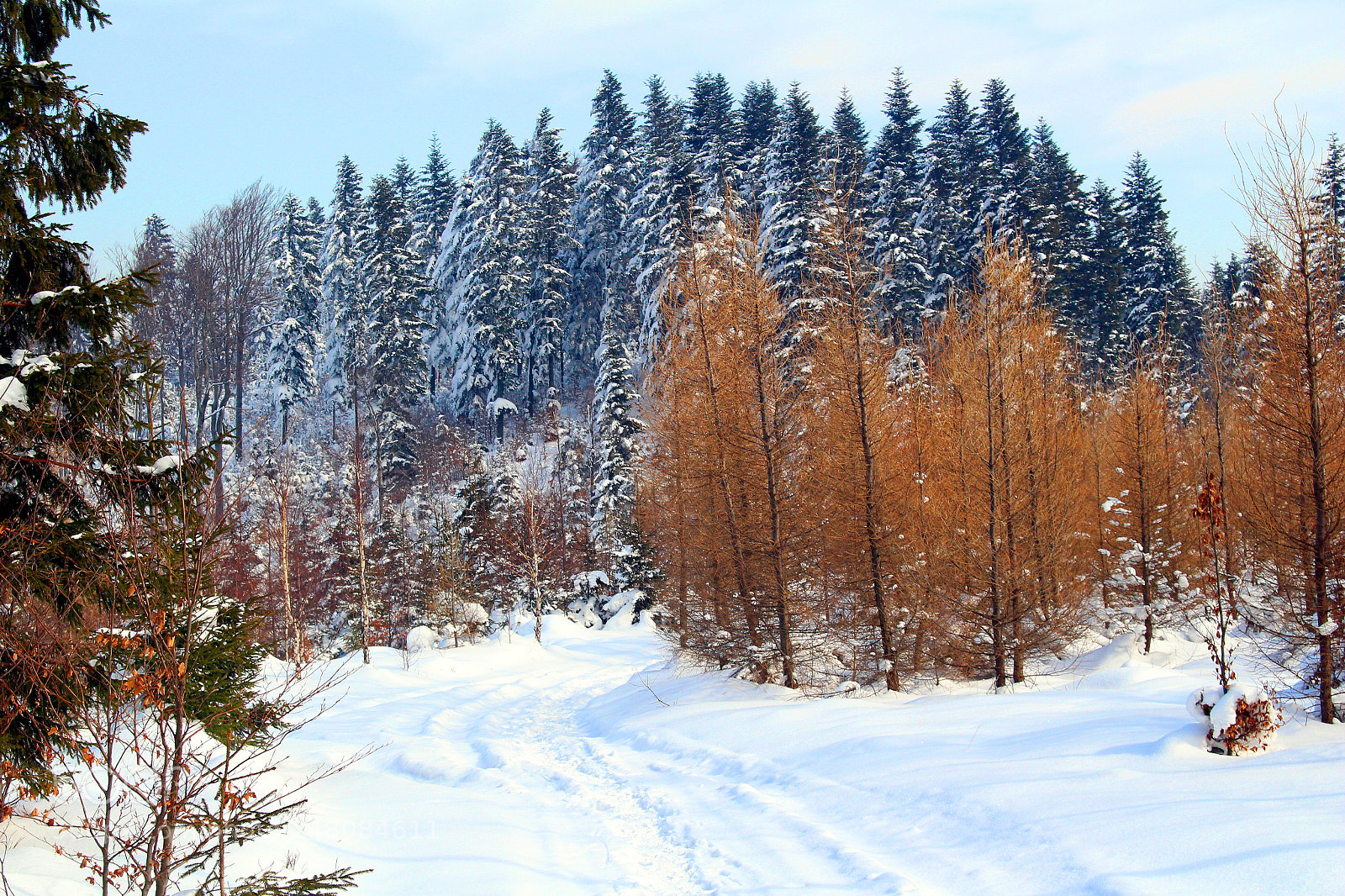 Canon EOS 700D (EOS Rebel T5i / EOS Kiss X7i) sample photo. P photography
