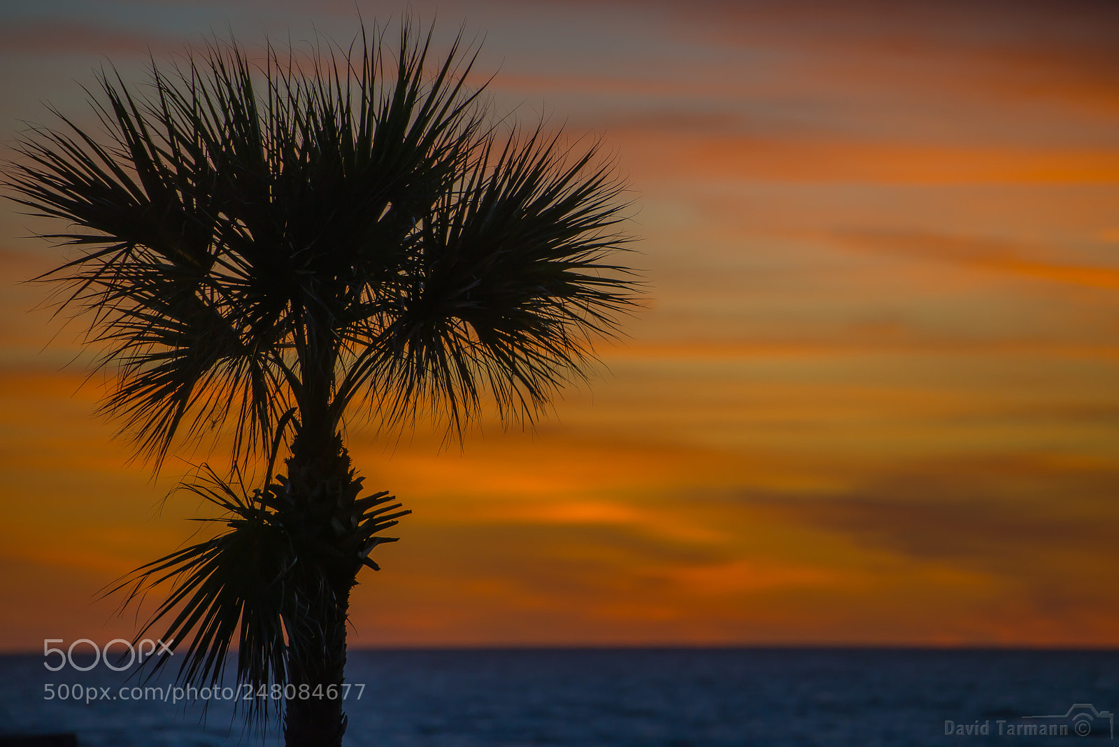 Nikon D800 sample photo. Palm sunset photography