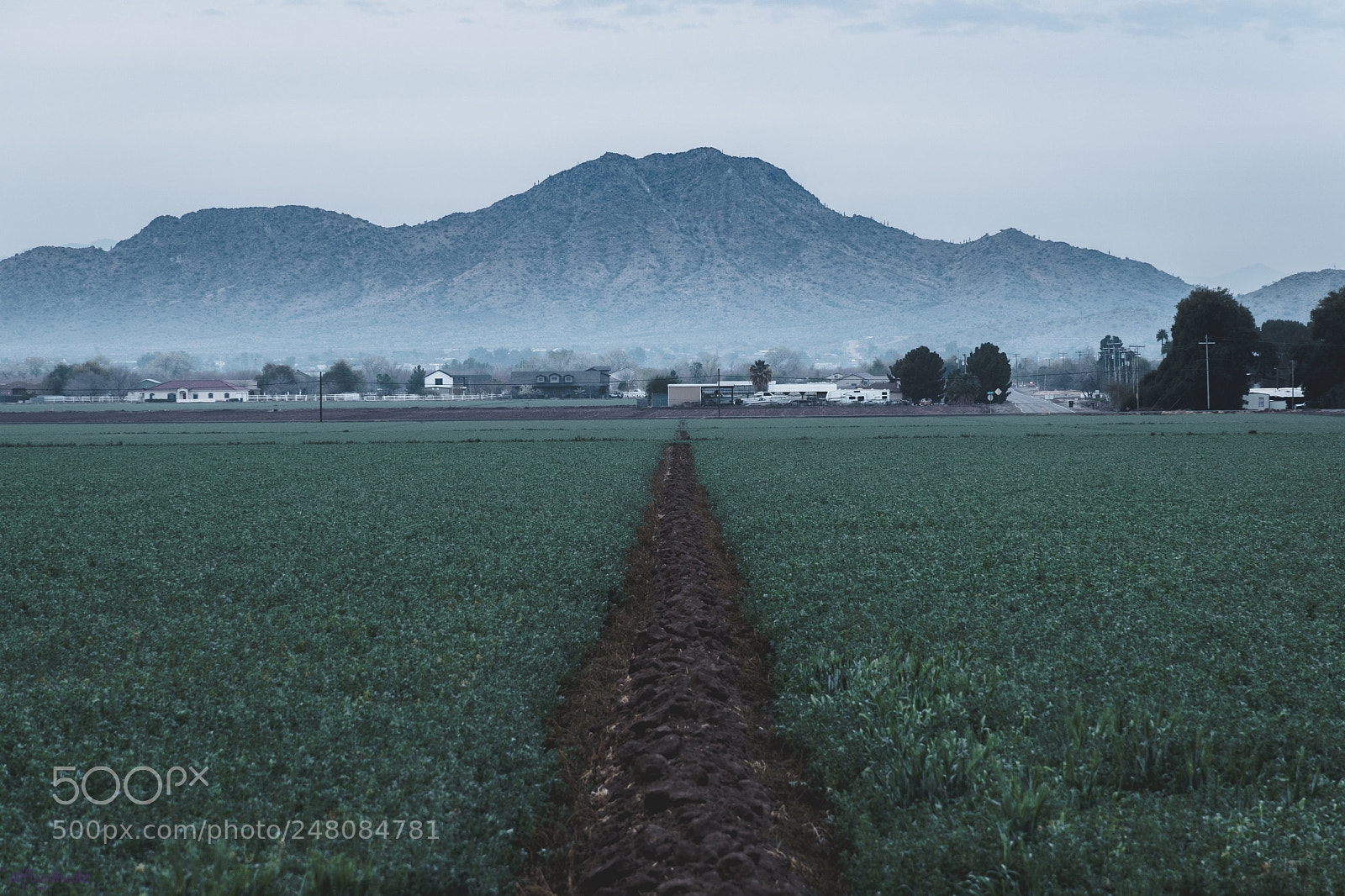 Nikon D5600 sample photo. Alfalfa 0977 photography