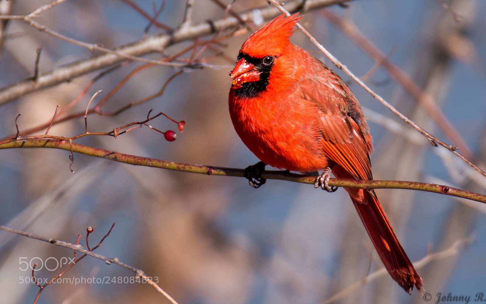 Nikon D5600 sample photo. Cardinal photography