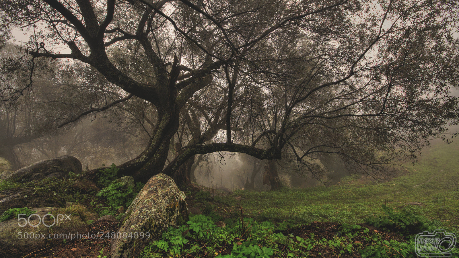 Nikon D7100 sample photo. Misty morning in forest photography