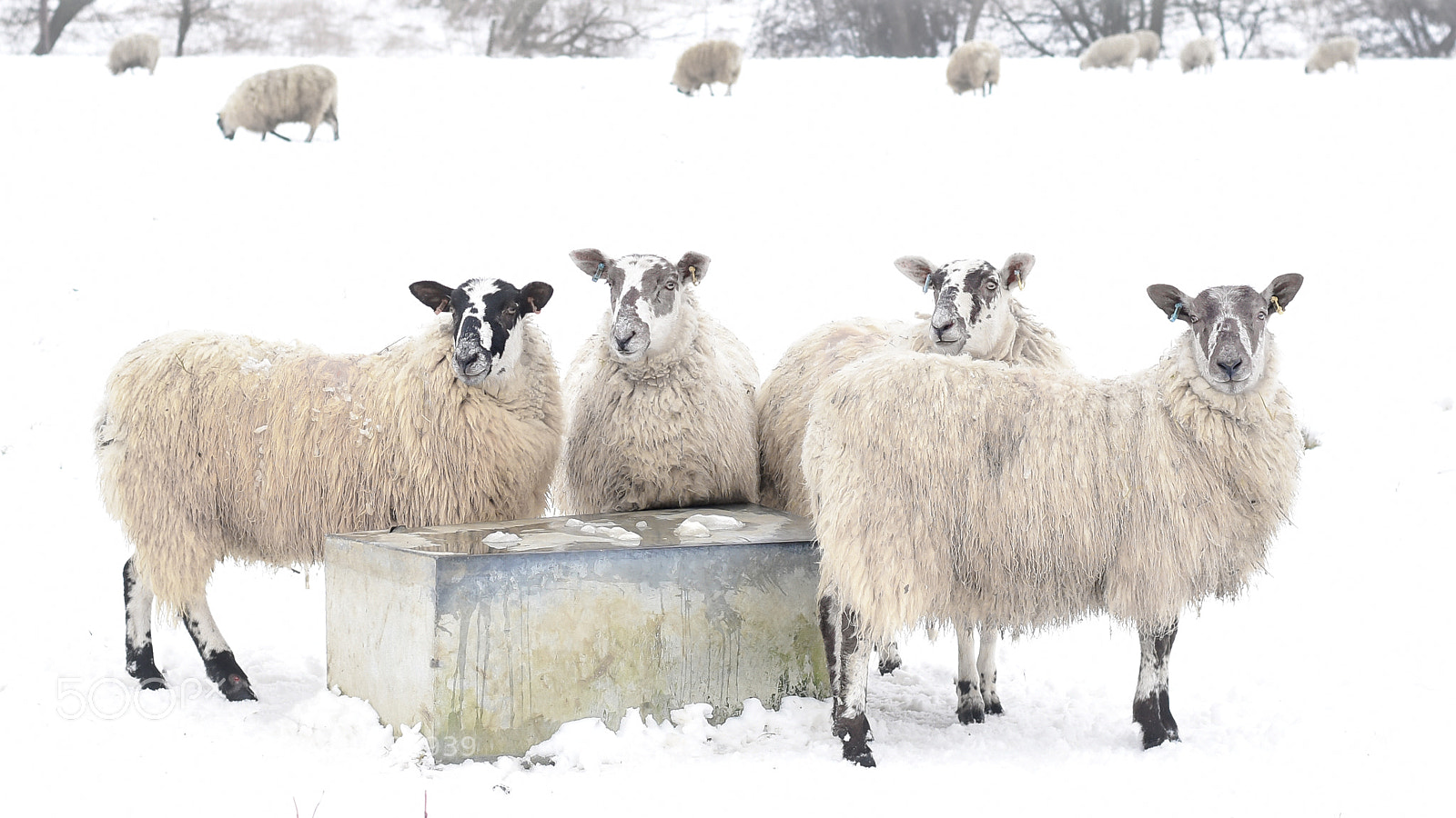 Nikon D3400 sample photo. Four sheep photography