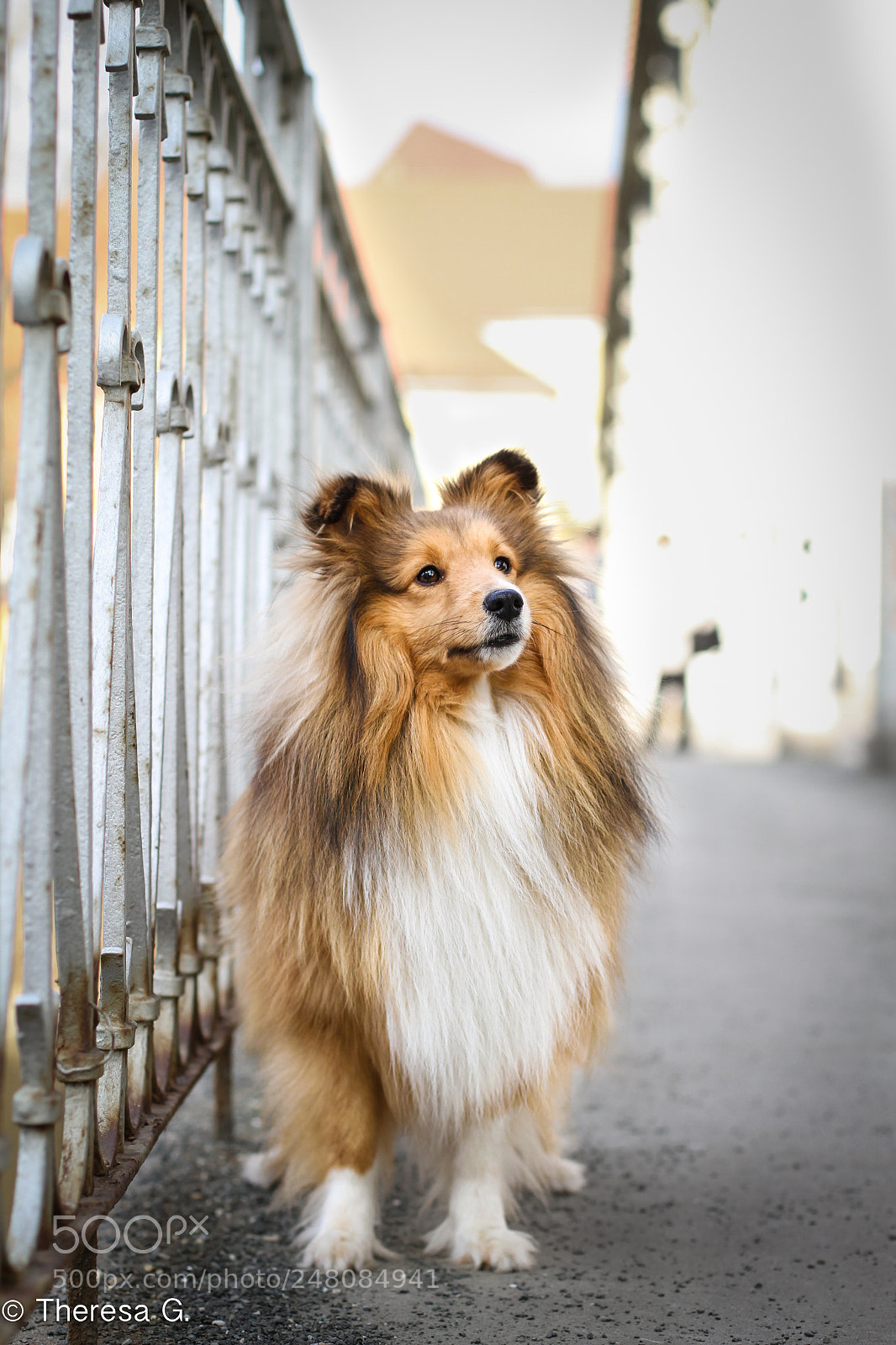 Canon EOS 7D sample photo. Tumblr dog 2nd (winter 2018) photography