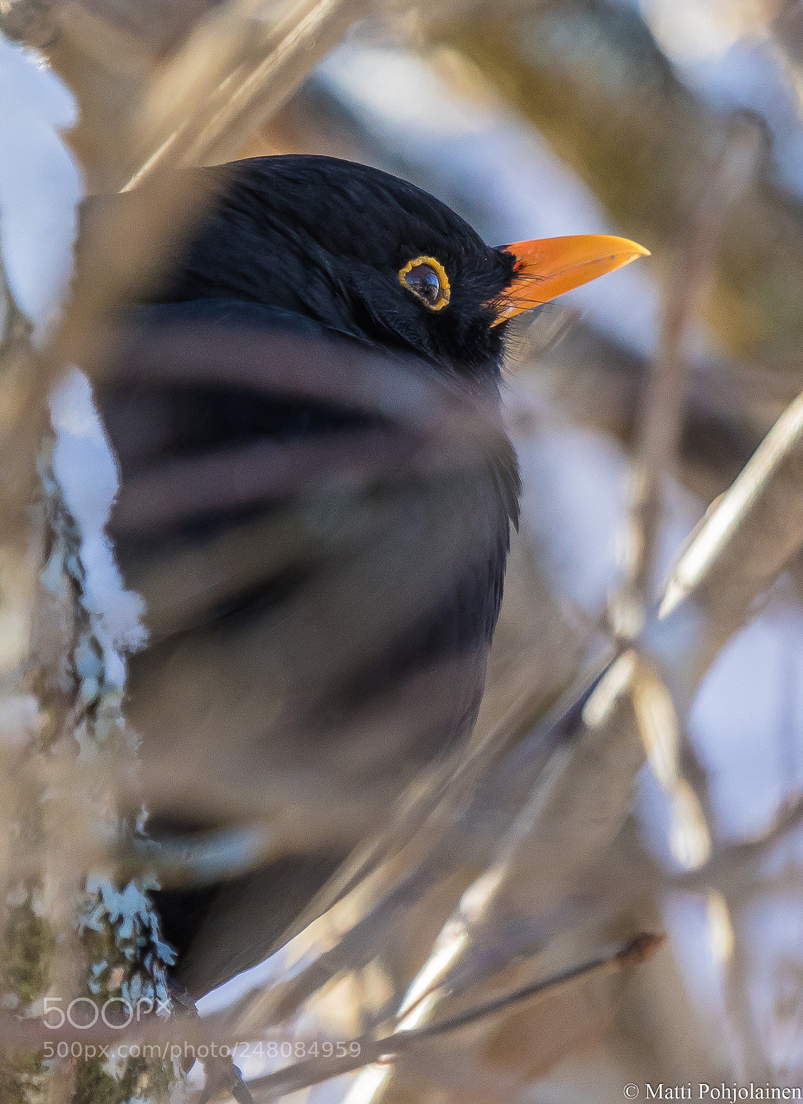 Canon EOS 7D Mark II sample photo. Blackbird photography