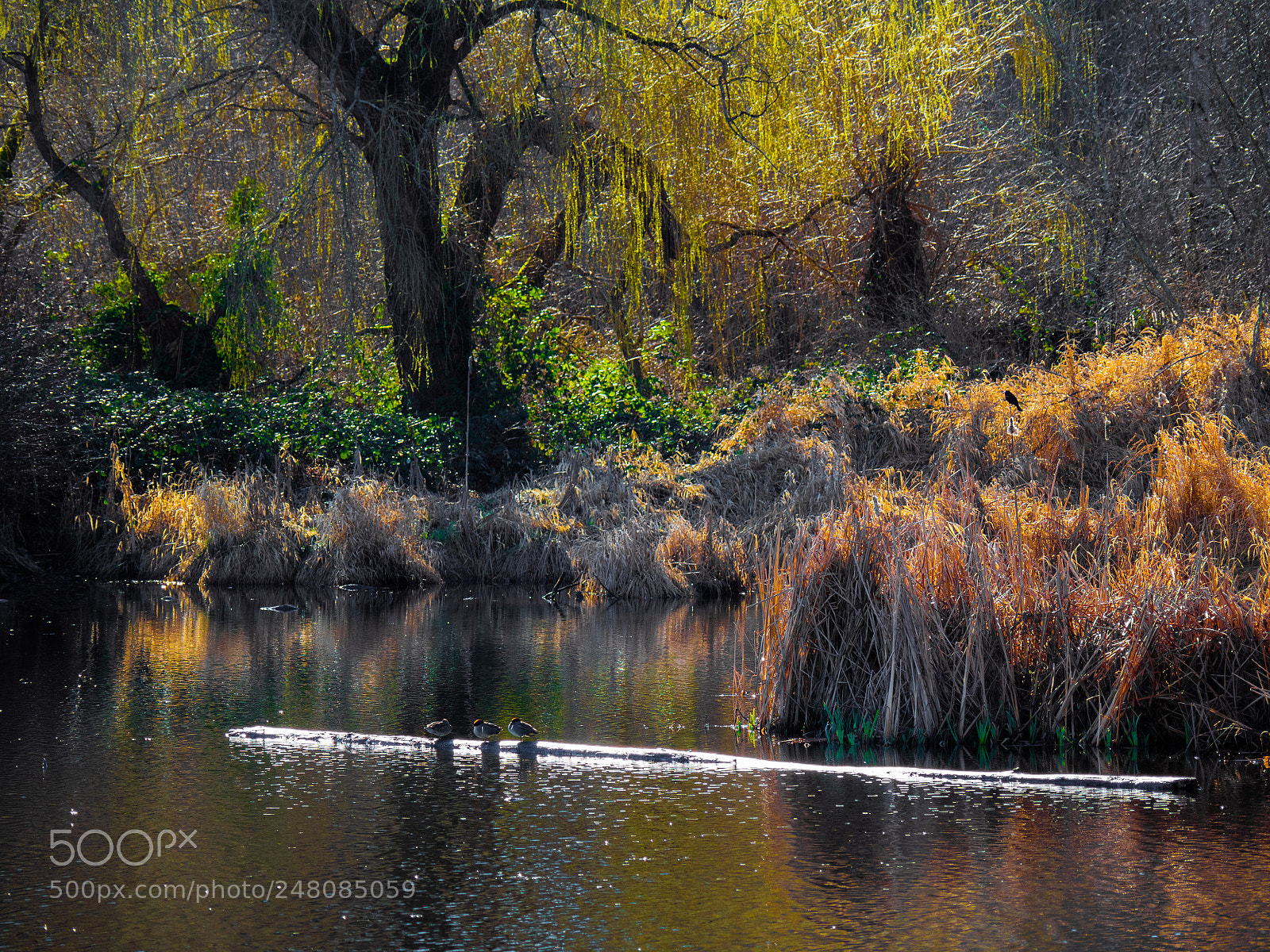Olympus OM-D E-M5 II sample photo. Spring at juanita bay photography