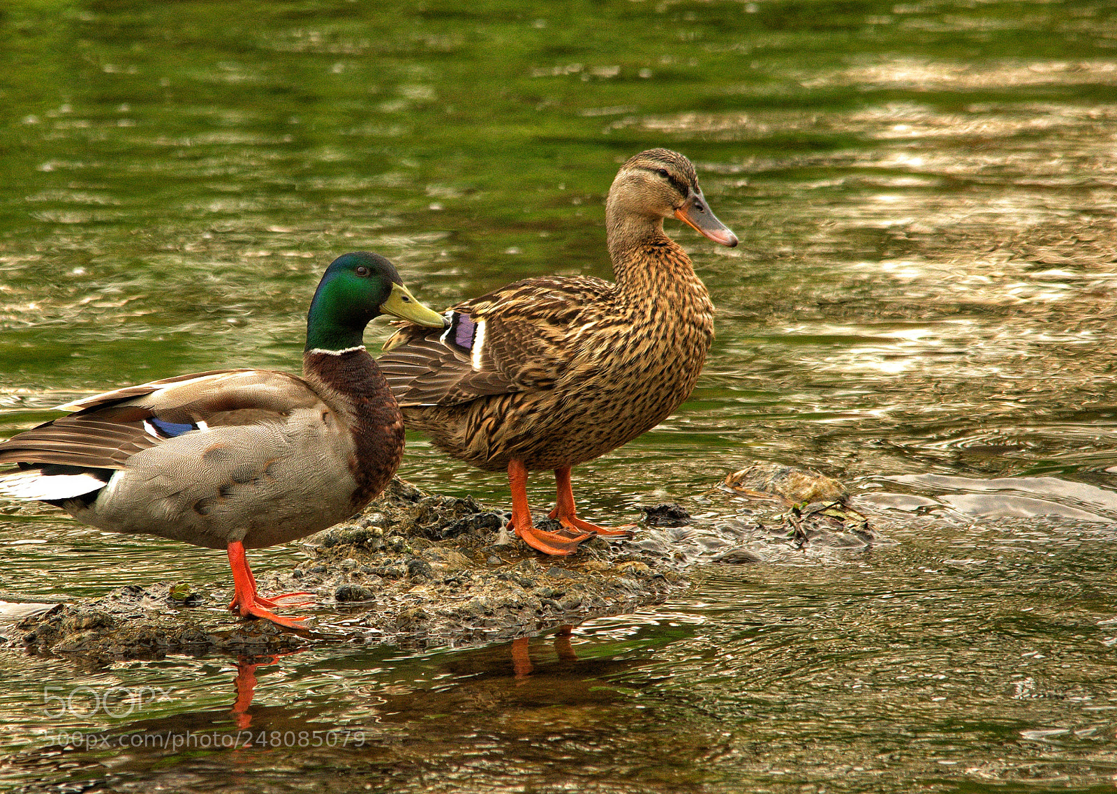 Pentax K-3 sample photo. Look who's here... photography