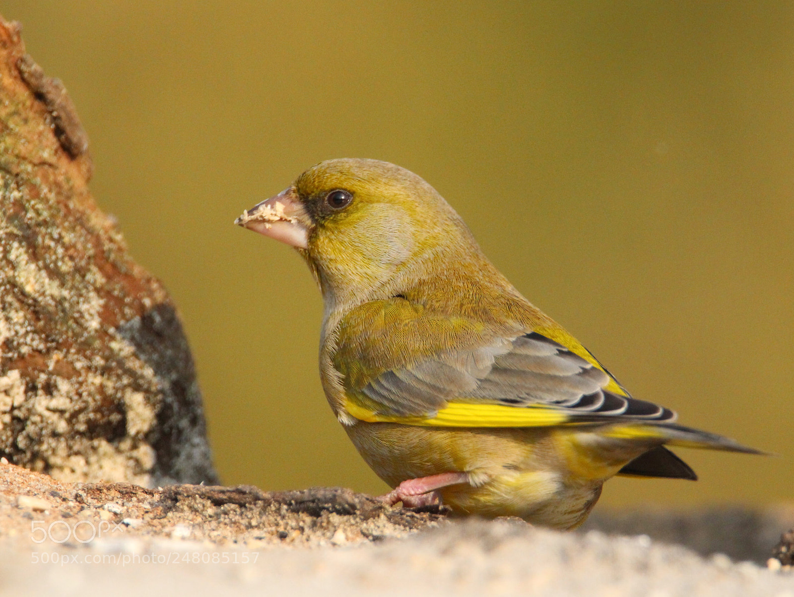 Canon EOS 100D (EOS Rebel SL1 / EOS Kiss X7) sample photo. Greenfinch in yellow photography
